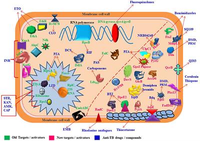 Molecular Targets Related Drug Resistance Mechanisms in MDR-, XDR-, and TDR-Mycobacterium tuberculosis Strains